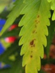 image.png.ed21fec9843ef312cee7165bf119355e.png