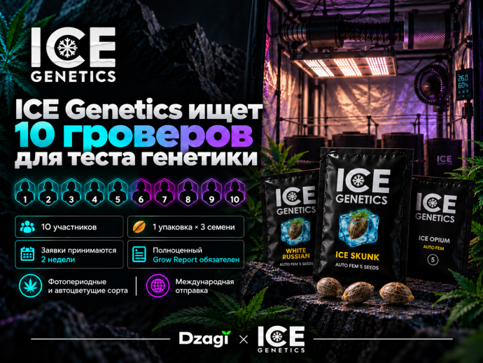 Промо_постер_ICE_Genetics_неоновый_гроу_тест.png