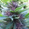 GrowBloom