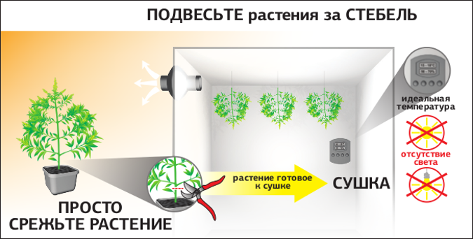 Повесьте растения за СТЕБЕЛЬ, идеальная температура, отсутствие света, для СУШКИ ПРОСТО СРЕЖЬТЕ РАСТЕНИЕ Как только растение срезано, прикрепите его к потолку верх