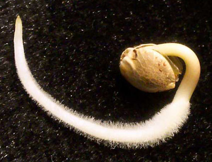 cannabis-seeds-0.jpg