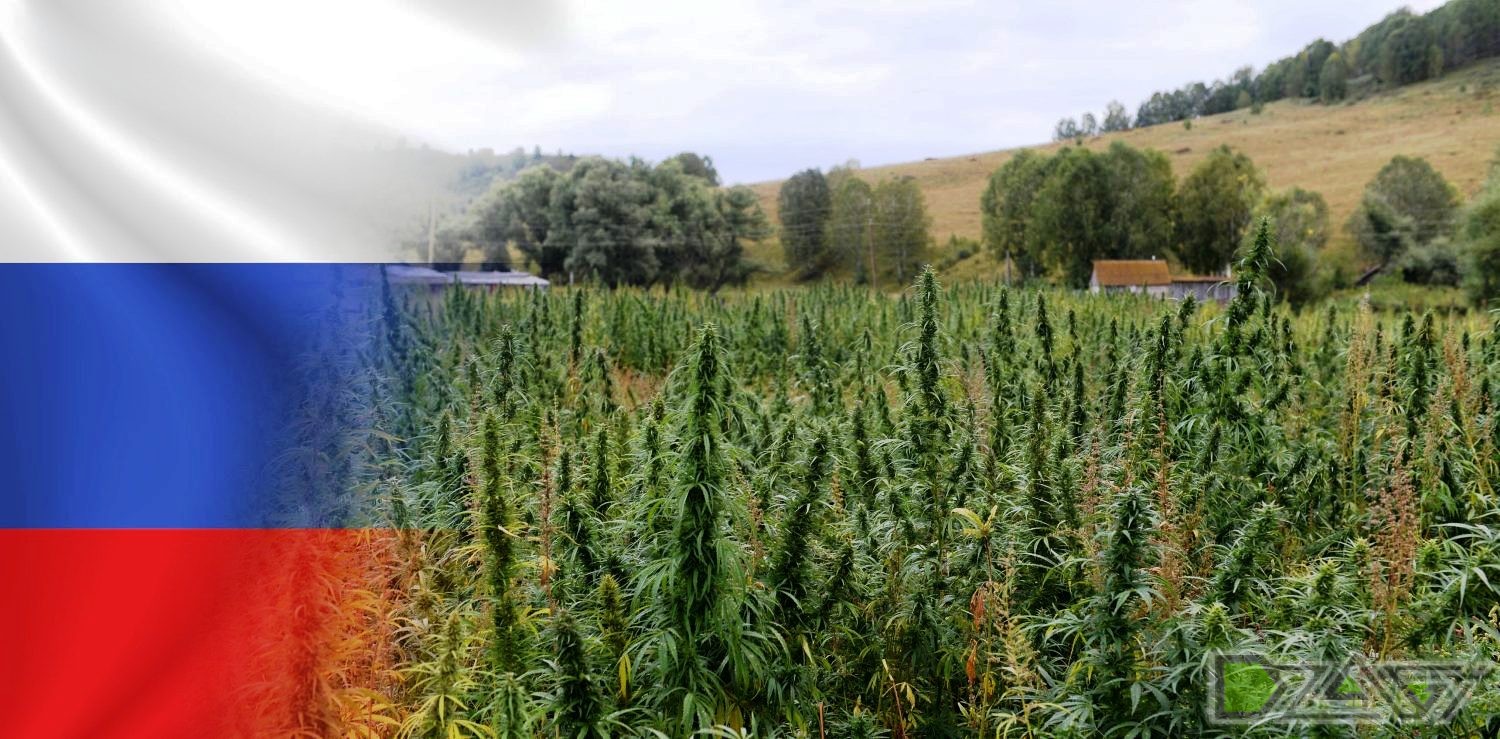 Спрос на марихуану в россии конопля по дагестански