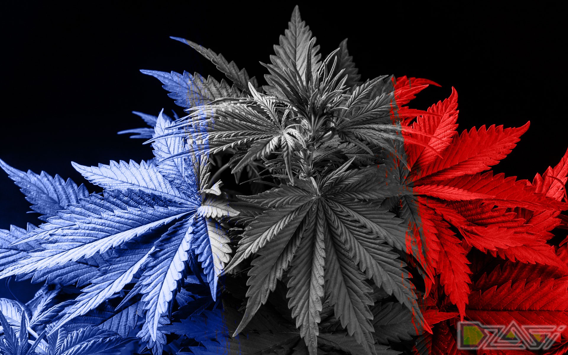 Франция закон марихуана лекарственная марихуаны