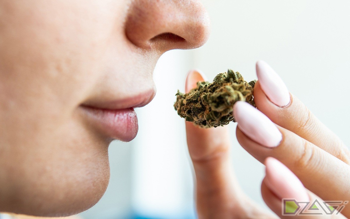 Сладкий запах марихуаны конопля как и когда садить