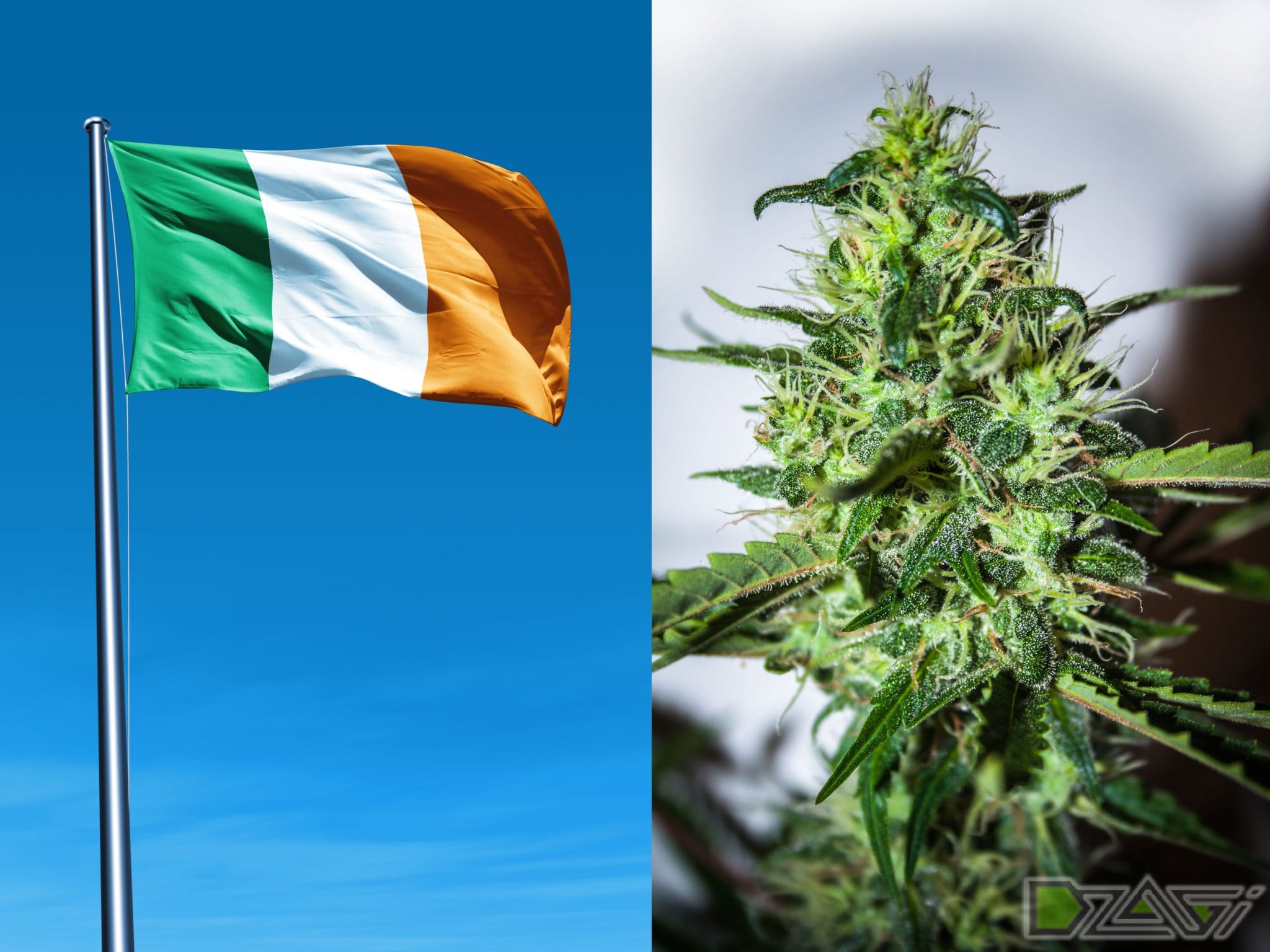 ирландия марихуана