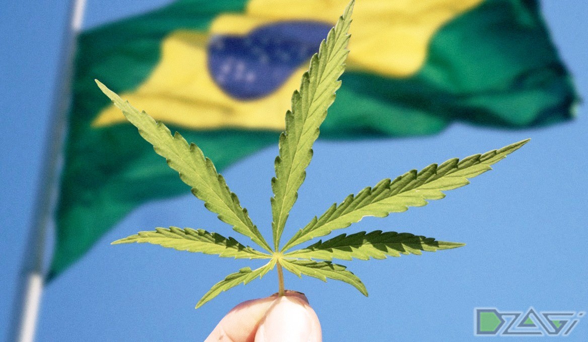 Марихуана бразилия марихуана держится в моче крови