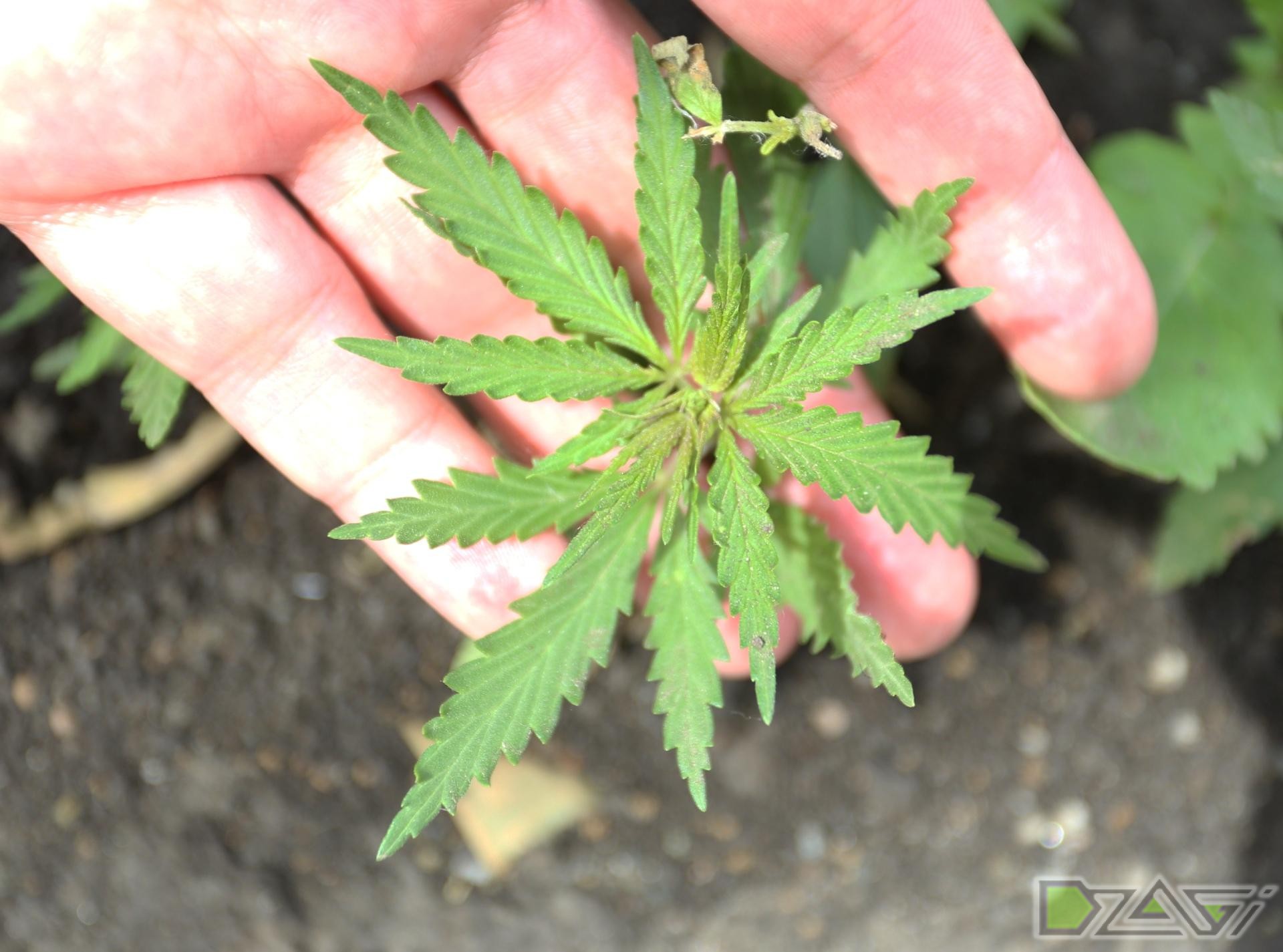Где растет конопля в новосибирске где в индии купить марихуану
