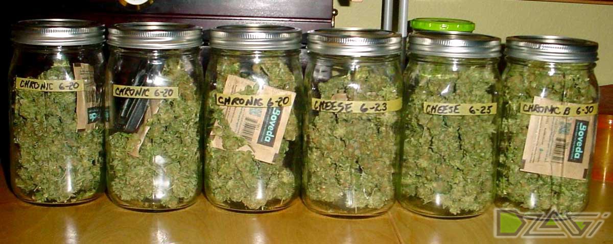 Быстрая пролечка шишек сорта лечебной марихуаны