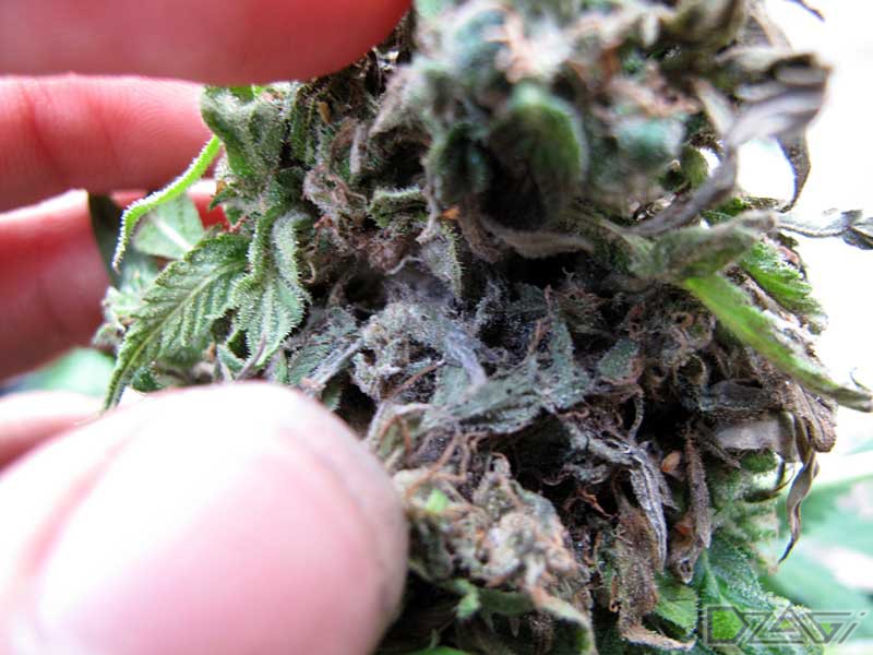 выращивание марихуаны плесень