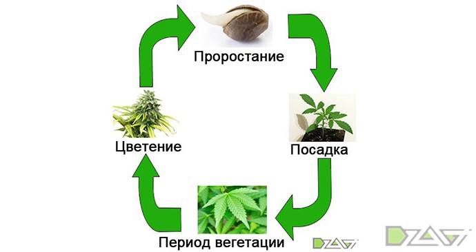 В течение какого времени определяется марихуана семена канабиса в москве купить