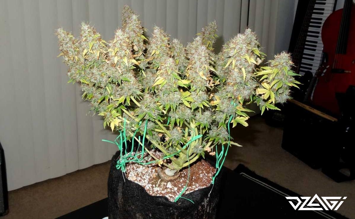 Авто цвет конопля сушена марихуана