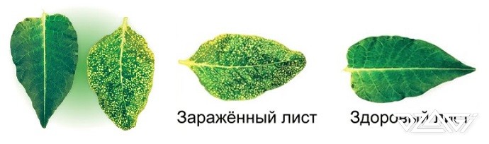 Проблемы растений: вирус табачной мозаики - Проблемы растений - Форумdzagi.club