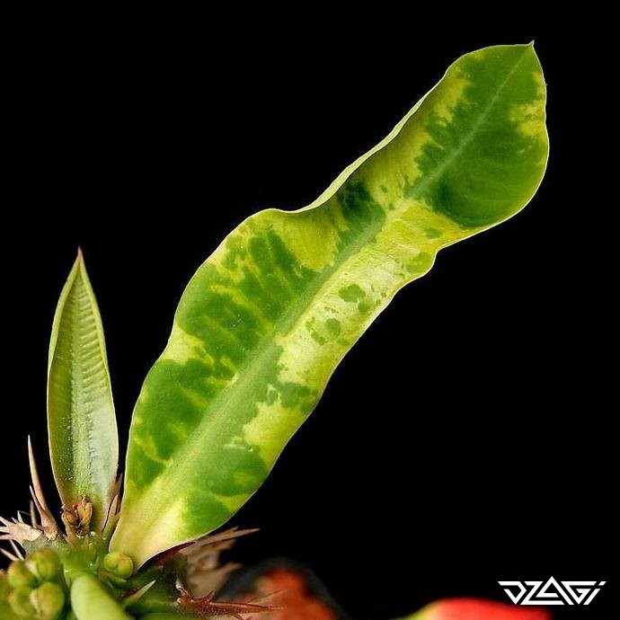 Проблемы растений: вирус табачной моз��ики - Проблемы растений - Форумdzagi.club