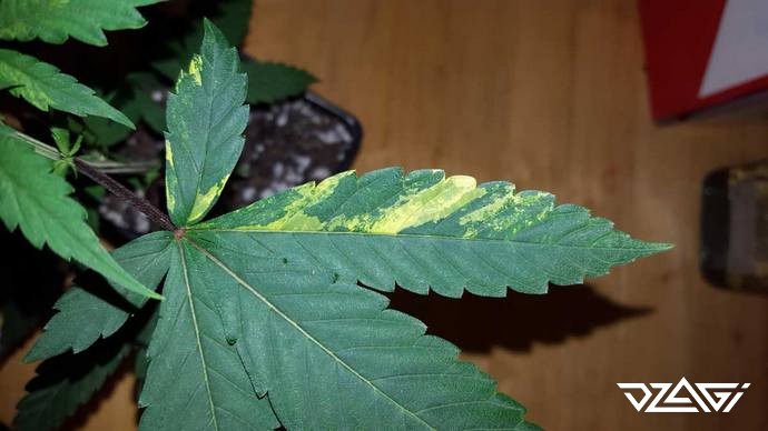 Проблемы растений: вирус табачной мозаики - Проблемы растений - Форумdzagi.club