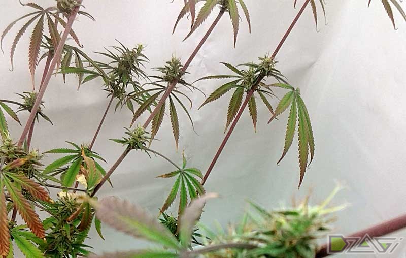 Цвет стебля у марихуаны