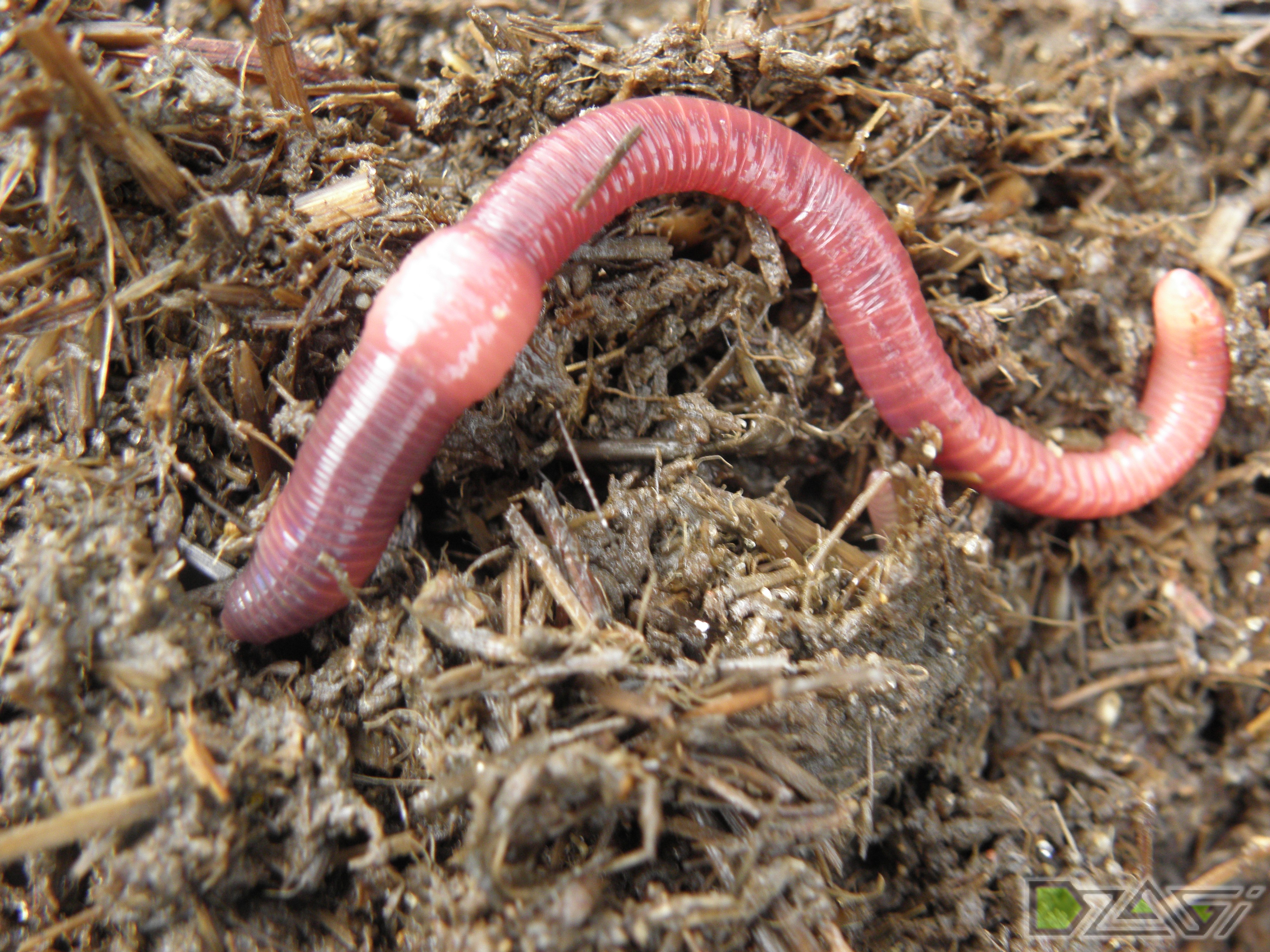 Дождевой червь это какой червь. Навозный червь Eisenia Fetida.