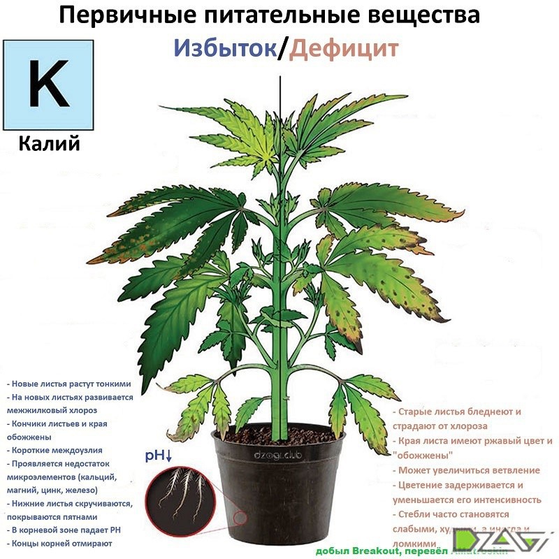 3.%20%D0%9A%D0%B0%D0%BB%D0%B8%D0%B9%20by