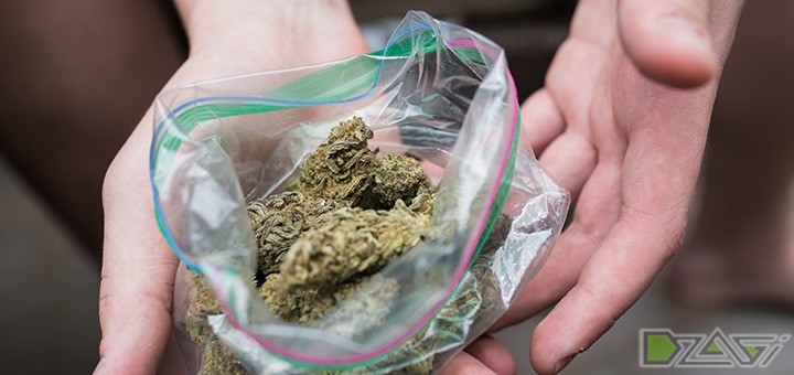 Хранить марихуану в пакете как проращивать семена гидропонику
