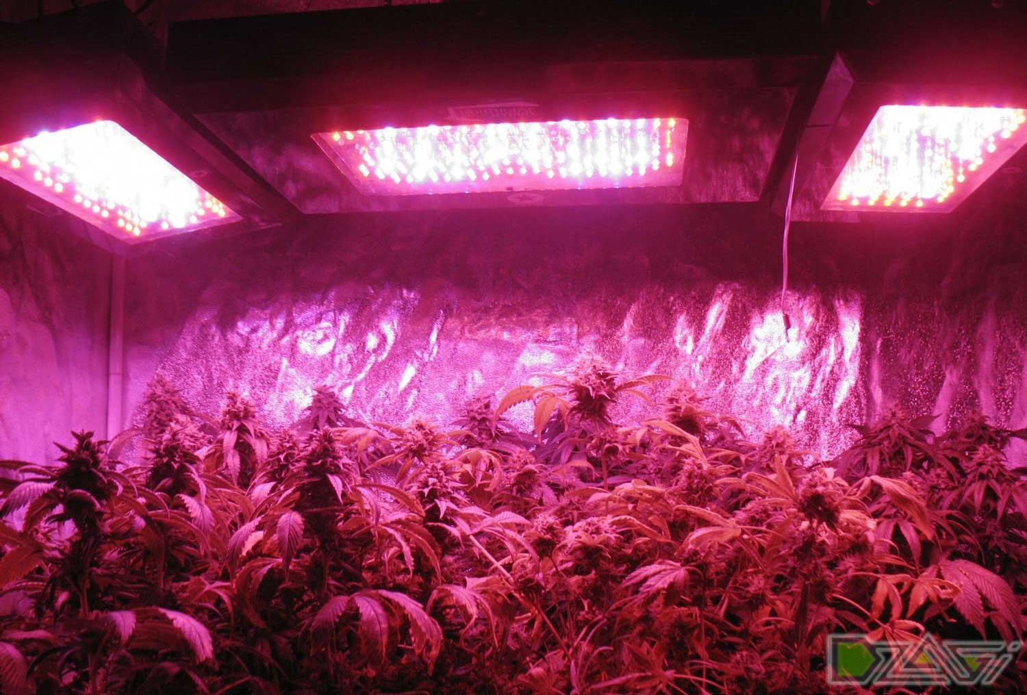Лампы при выращивании марихуаны марихуана и чтение мыслей