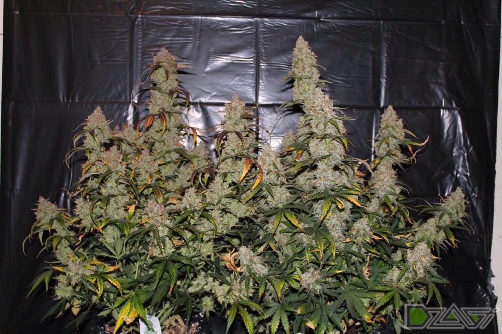 S auto отзывы. Brooklyn Sunrise сорт. CHOCOBANG. Corrida Seeds автики. Растиха.