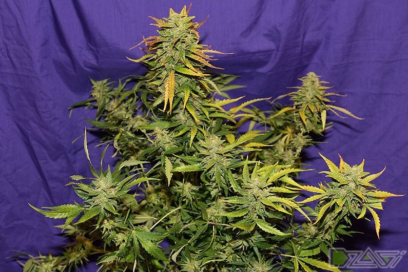 Мощные автоцветы. Канабис автоцвет. Jack 47 auto Sweet Seeds. Лоурайдер автоцвет. Джек автоцвет.