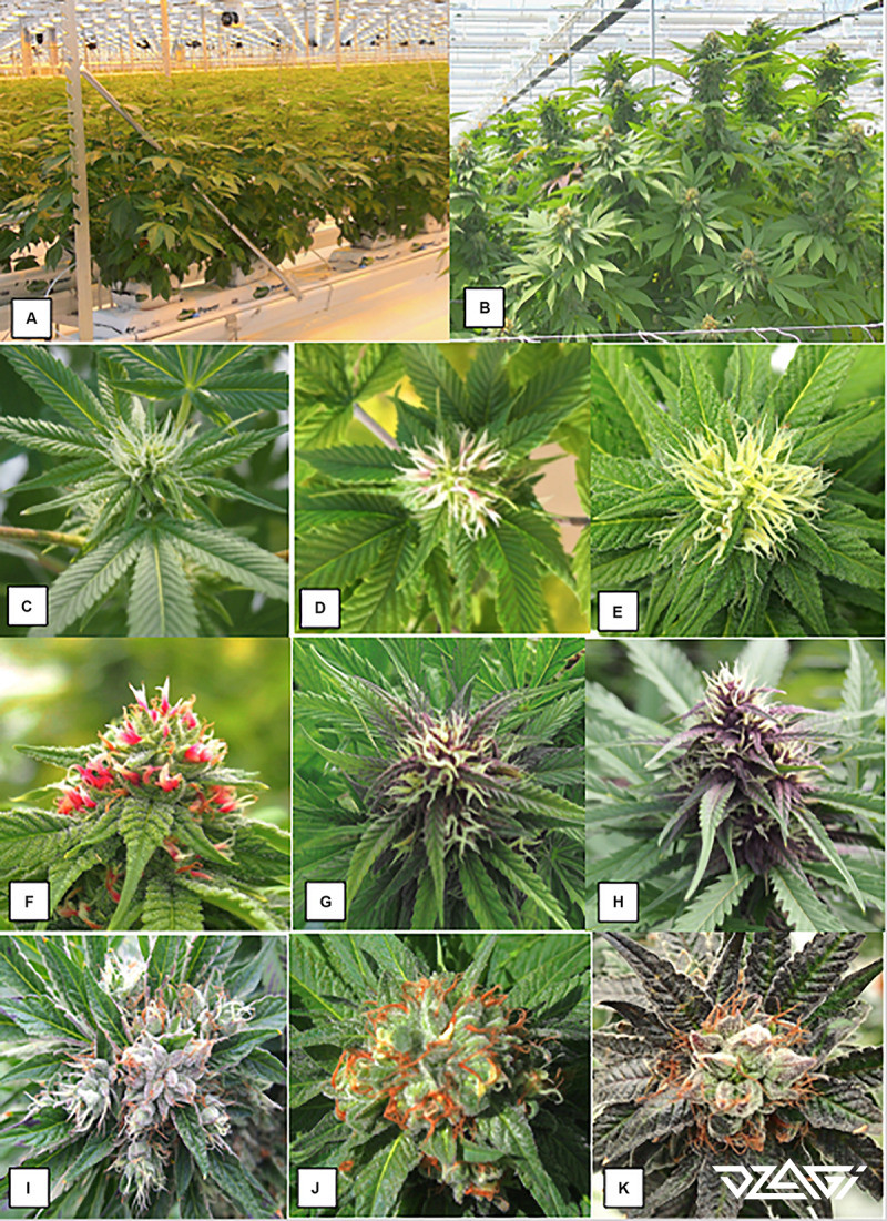 цикл выращивания марихуаны