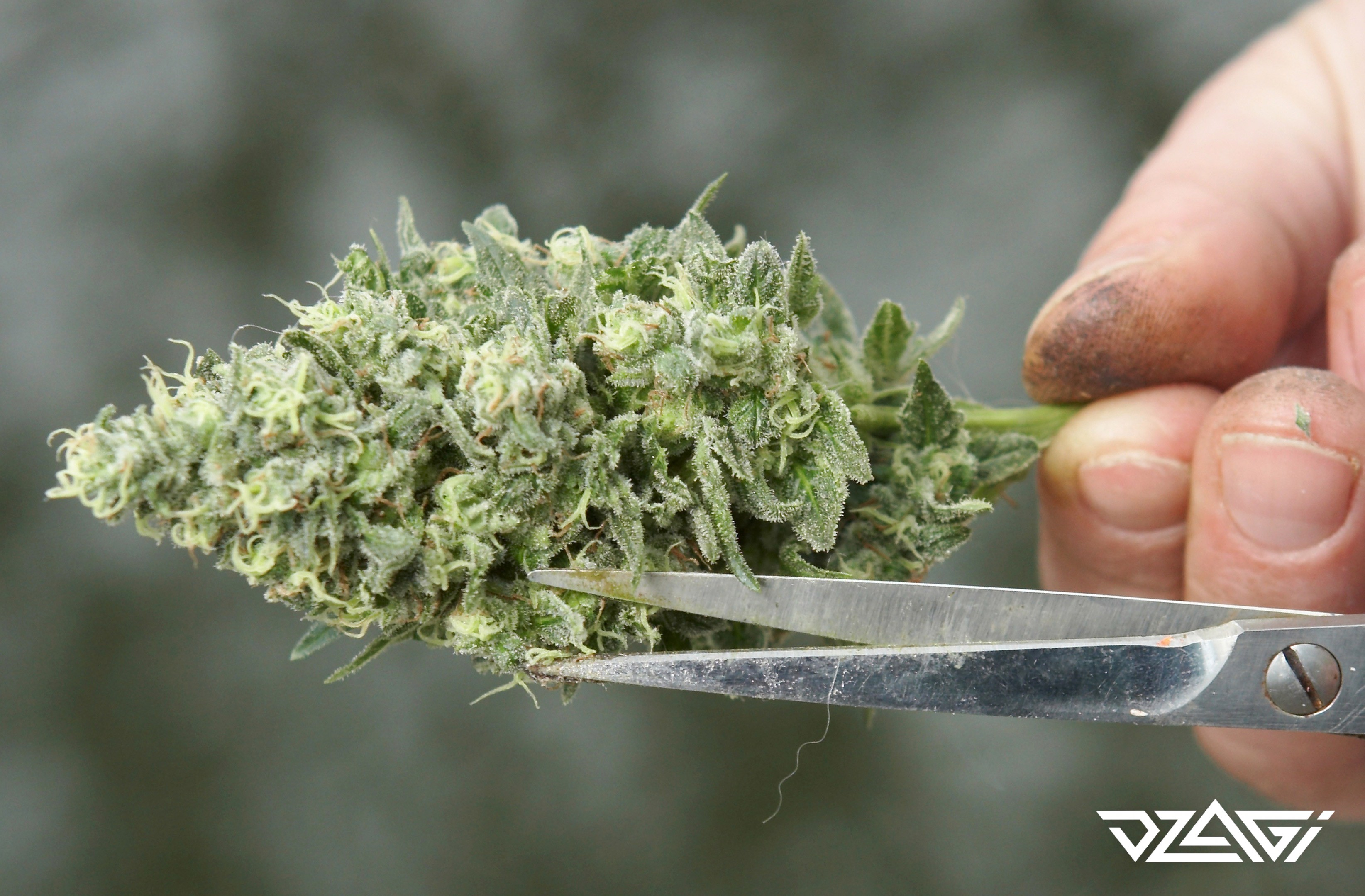 Магическое семя марихуана как узнать когда поспела конопля